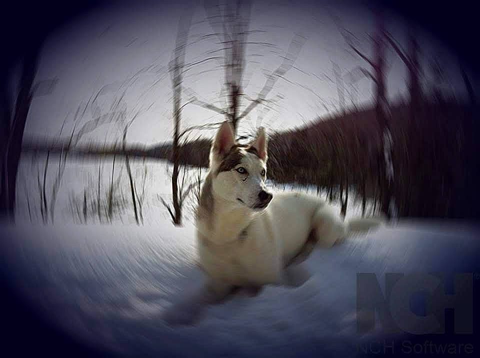 Amy participe au concours pour gagner de l'argent avec cette photo : branch, canidae, carnivore, darkness, felidae, flash_photography, freezing, fur, landscape, natural_landscape, sky, small_to_medium_sized_cats, snow, sporting_group, tree, twig, whiskers, wildlife, winter, wood