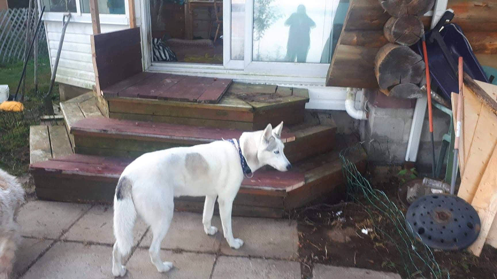 Amy participe au concours pour gagner de l'argent avec cette photo : building, canidae, carnivore, collar, companion_dog, dog, dog_breed, dog_collar, fawn, flooring, hardwood, house, sidewalk, snout, sporting_group, street, tail, window, wood, working_animal