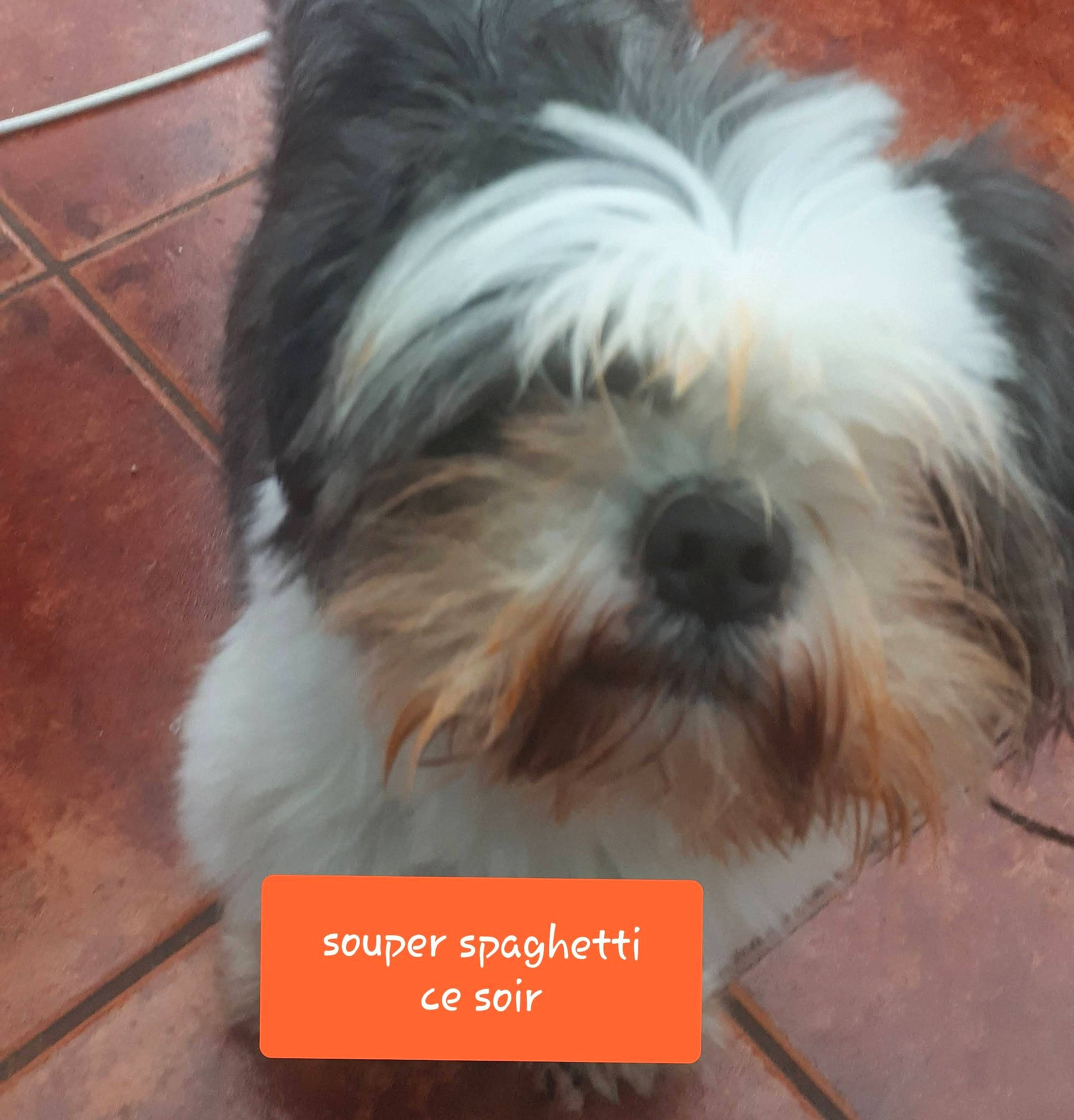 Papounet a rejoint le concours — aidez-le/la à gagner de superbes lots ! biewer_terrier, canidae, carnivore, companion_dog, dog, dog_breed, flooring, fur, hardwood, liver, maltepoo, non_sporting_group, shih_tzu, small_terrier, snout, sporting_group, terrestrial_animal, terrier, toy_dog, working_animal