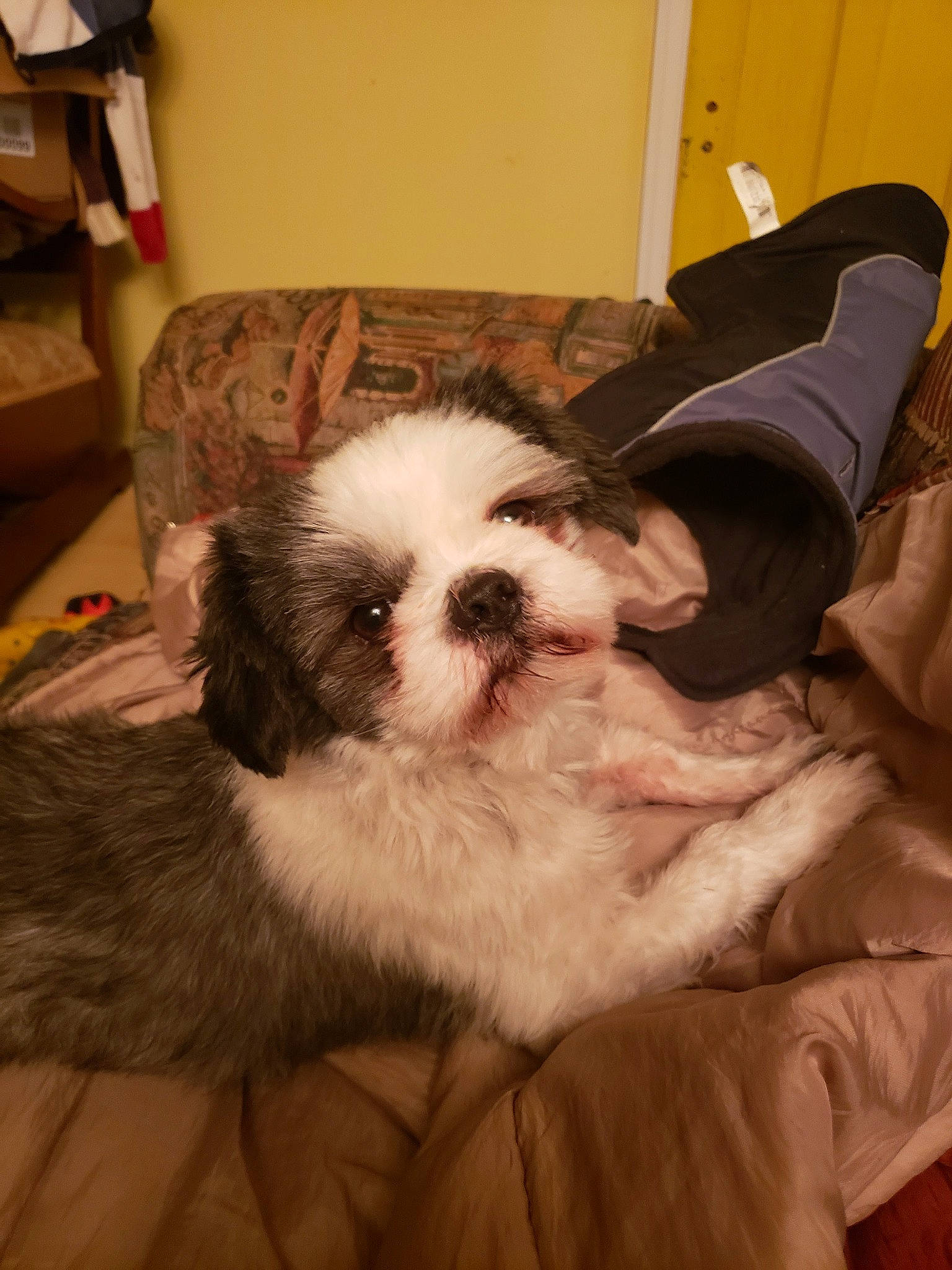 Papounet participe au concours pour gagner de l'argent avec cette photo : box, canidae, carnivore, carton, comfort, companion_dog, couch, dog, dog_breed, fur, liver, mal_shi, non_sporting_group, shipping_box, spaniel, sporting_group, terrestrial_animal, toy_dog, whiskers, working_animal