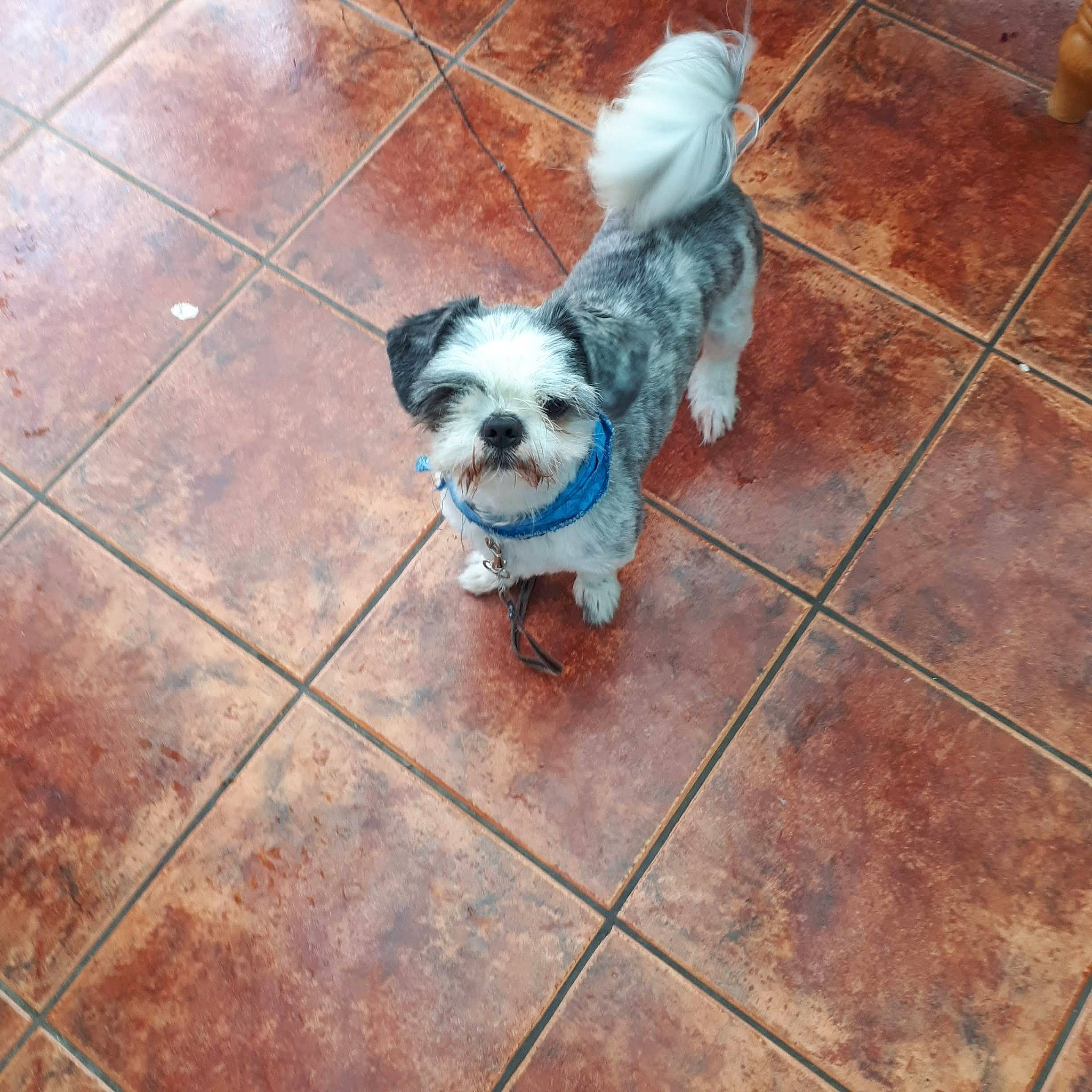 Papounet participe au concours pour gagner de l'argent avec cette photo : canidae, carnivore, companion_dog, dog, dog_breed, dog_supply, fawn, floor, flooring, fur, line, pet_supply, small_terrier, snout, sporting_group, tail, tile_flooring, toy_dog, wood, working_animal