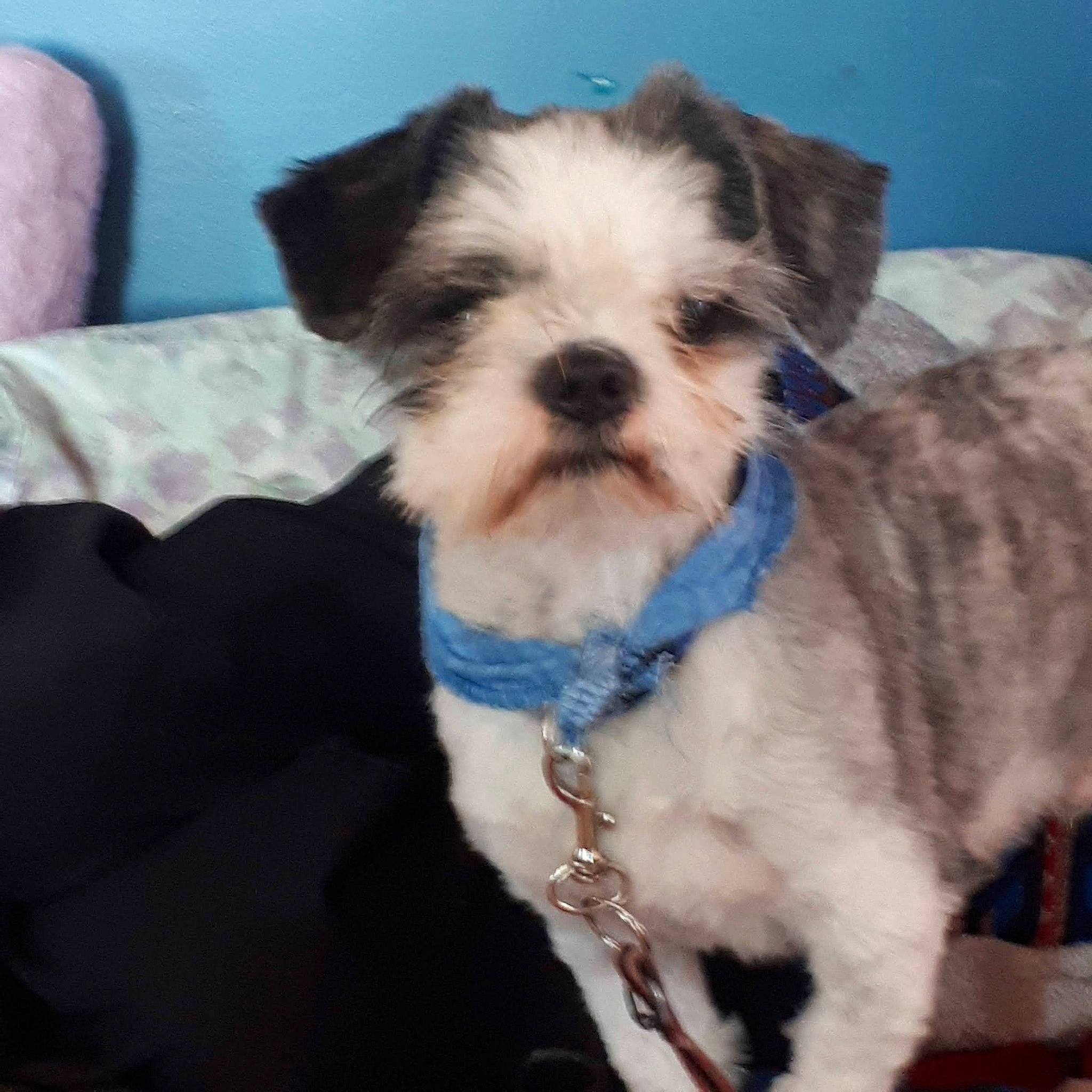 Papounet participe au concours pour gagner de l'argent avec cette photo : biewer_terrier, canidae, carnivore, collar, companion_dog, dog, dog_breed, dog_collar, dog_supply, fur, liver, maltepoo, non_sporting_group, pet_supply, small_terrier, snout, sporting_group, terrier, toy_dog, working_animal