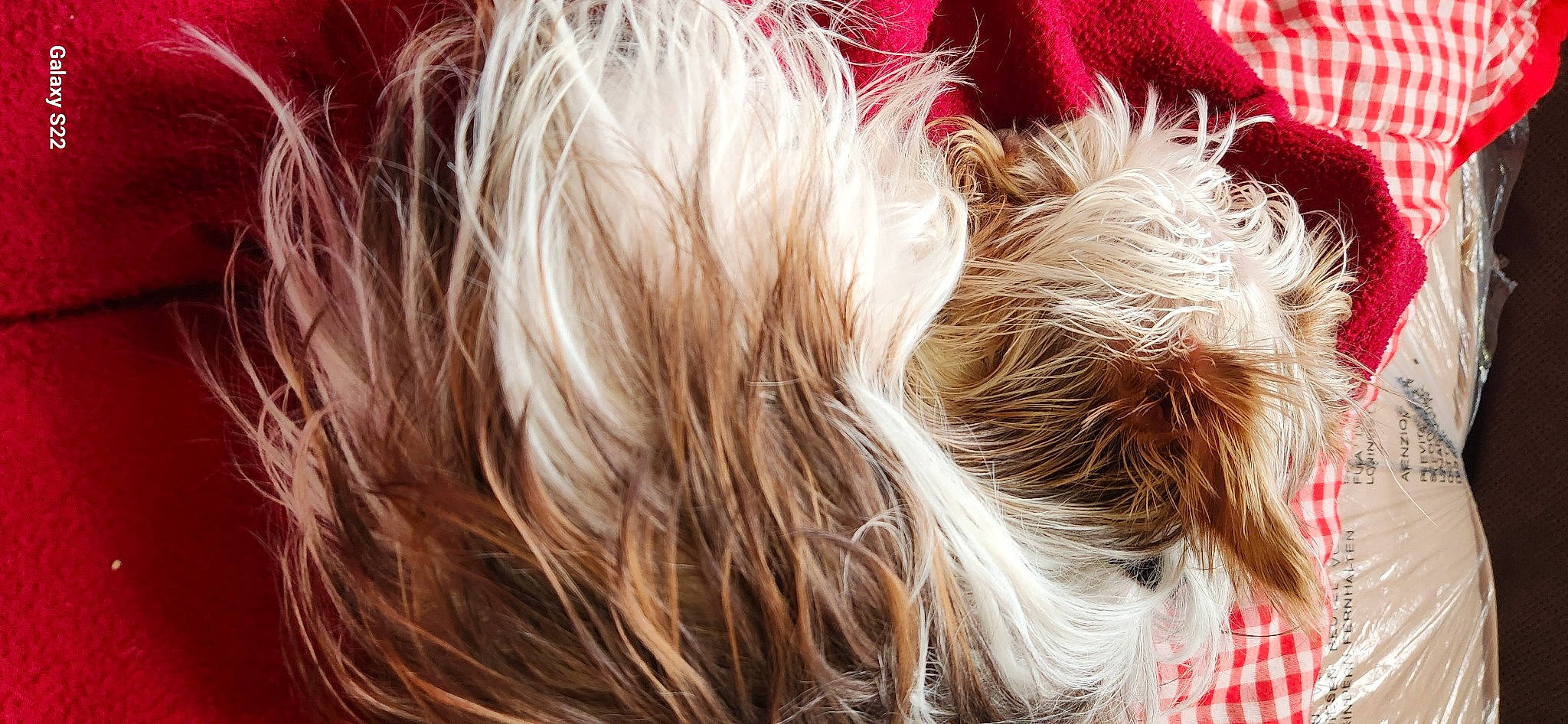 Crapule participe au concours pour gagner de l'argent avec cette photo : brown_hair, canidae, carnivore, close_up, companion_dog, dog, dog_breed, dog_supply, fashion_accessory, fawn, fur, liver, shih_tzu, small_terrier, snout, sporting_group, terrier, toy_dog, whiskers, working_animal