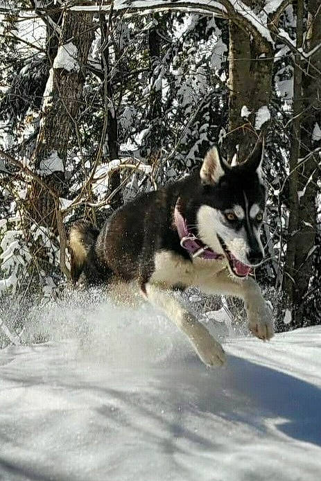 Mabelle participe au concours pour gagner de l'argent avec cette photo : ancient_dog_breeds, canis, carnivore, dog, dog_breed, dog_hiking, east_european_shepherd, freezing, fur, herding_dog, recreation, siberian_husky, sled_dog, snow, tree, twig, winter, wolf, working_animal, working_dog