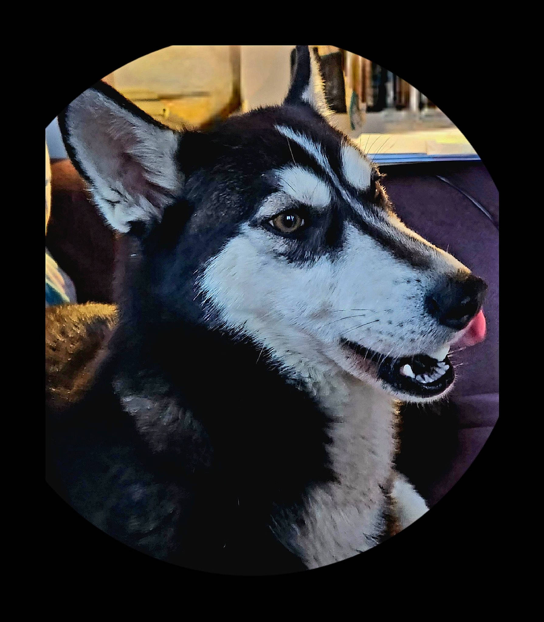 Mabelle participe au concours pour gagner de l'argent avec cette photo : ancient_dog_breeds, art, canidae, canis, carnivore, collar, companion_dog, dog, dog_breed, dog_collar, fur, pet_supply, siberian_husky, sled_dog, snout, sporting_group, whiskers, window, working_animal, working_dog