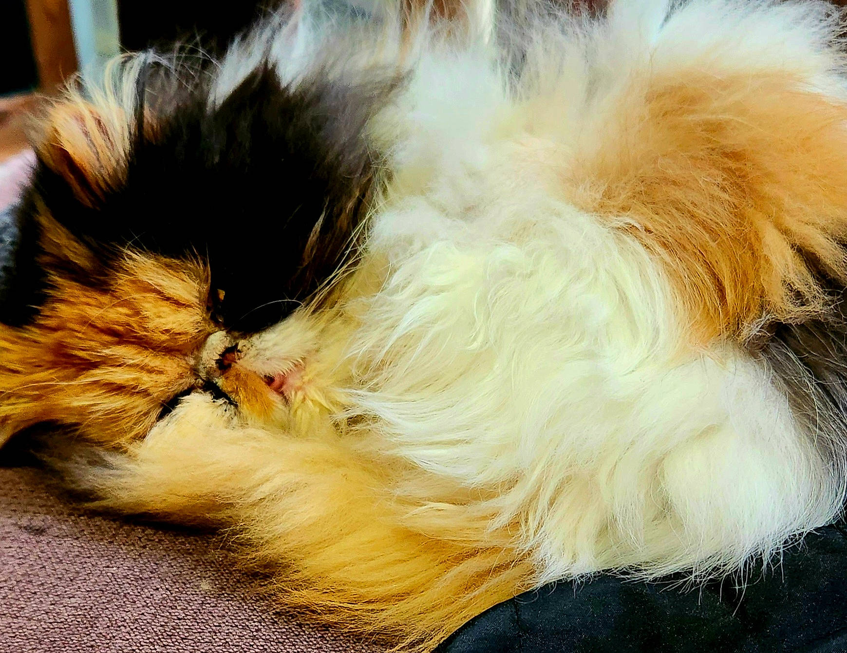 Nanie participe au concours pour gagner de l'argent avec cette photo : canidae, carnivore, cat, claw, close_up, companion_dog, dog_breed, fashion_accessory, fawn, felidae, fur, liver, paw, small_to_medium_sized_cats, snout, sporting_group, tail, terrier, toy_dog, whiskers