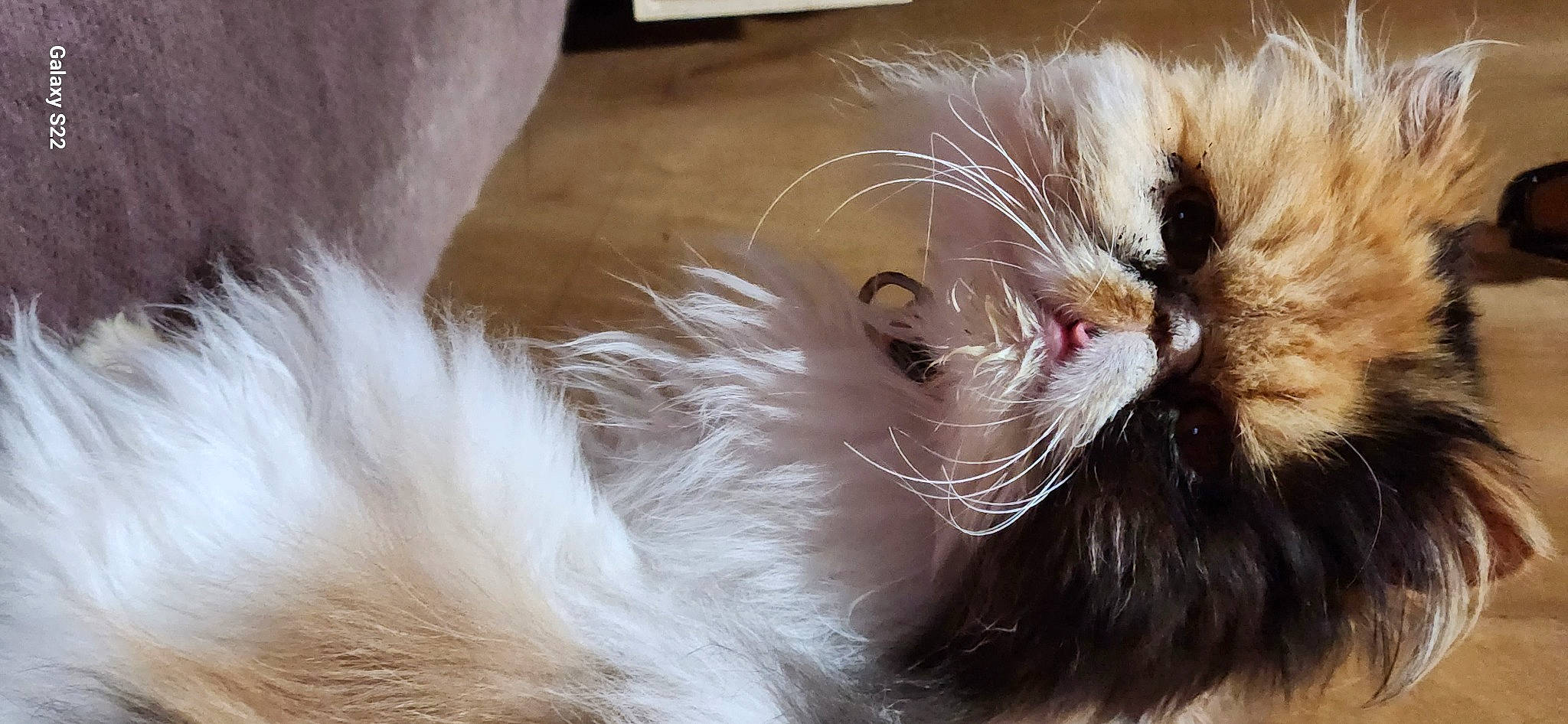 Nanie participe au concours pour gagner de l'argent avec cette photo : canidae, carnivore, cat, claw, companion_dog, fashion_accessory, fawn, feather, felidae, fur, hair, liver, paw, small_to_medium_sized_cats, snout, sunglasses, tail, whiskers