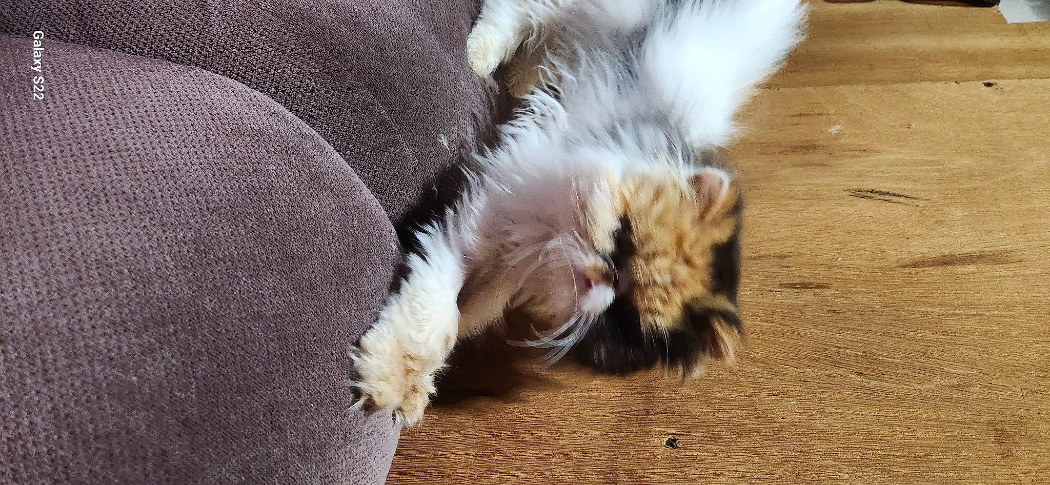 Nanie participe au concours pour gagner de l'argent avec cette photo : canidae, carnivore, cat, claw, comfort, companion_dog, dog_breed, felidae, flooring, foot, fur, human_leg, liver, paw, small_to_medium_sized_cats, tail, terrestrial_animal, whiskers