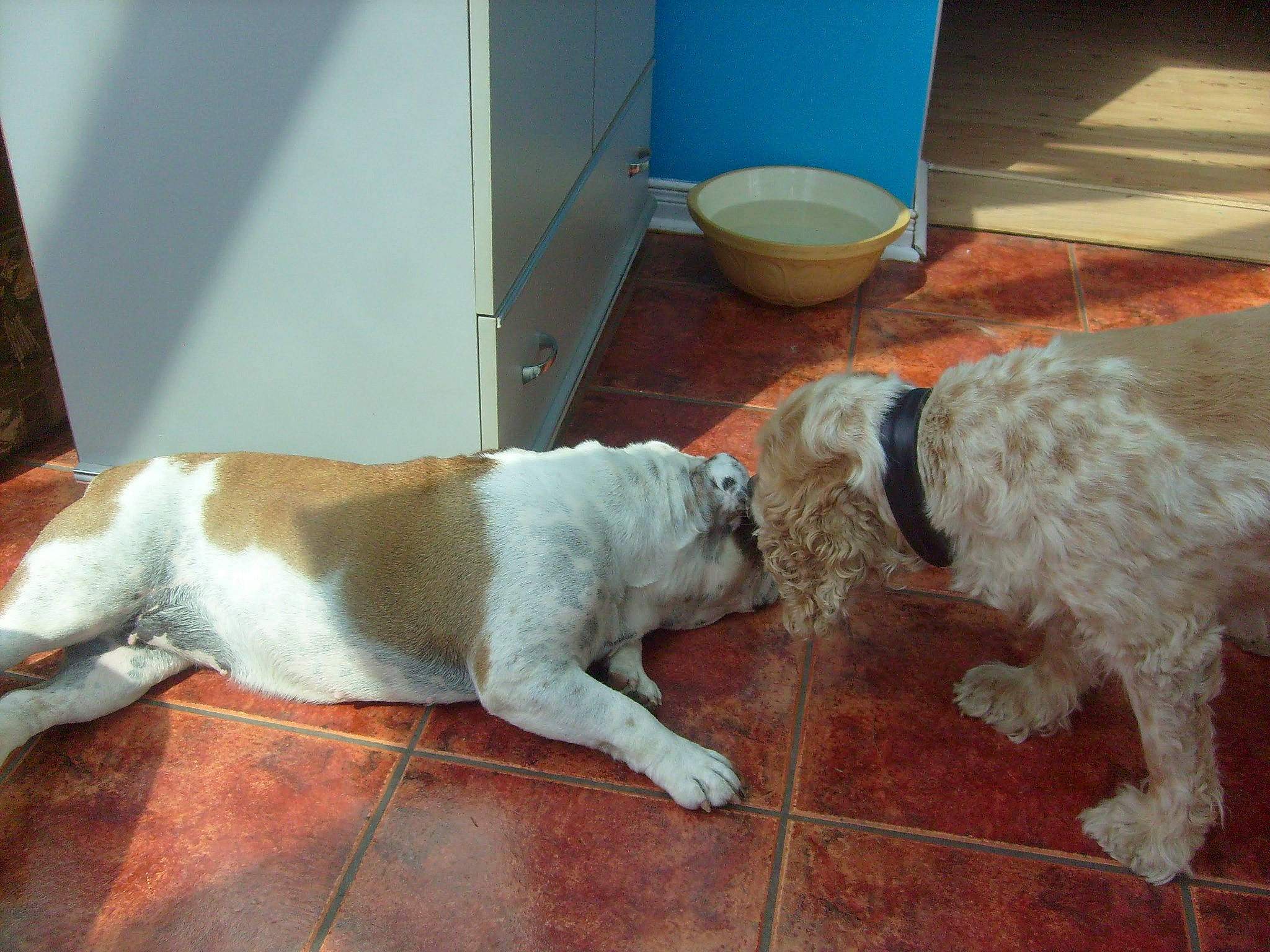 Boddy Et Papou participe au concours pour gagner de l'argent avec cette photo : canidae, carnivore, collar, companion_dog, dog, dog_breed, dog_collar, fawn, floor, flooring, fur, hardwood, liver, paw, pet_supply, sporting_group, tail, vertebrate, wood, working_animal