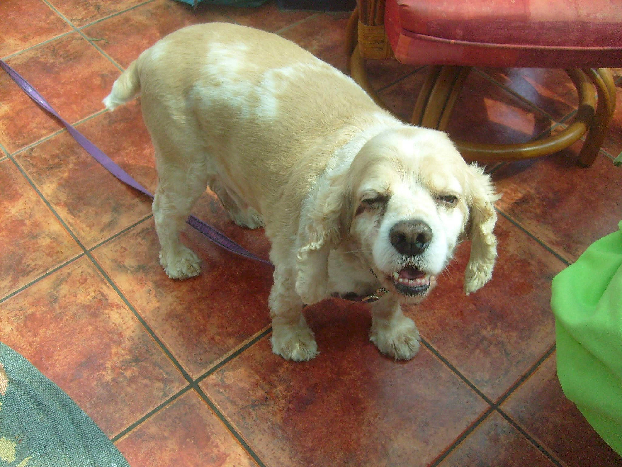 Boddy Et Papou participe au concours pour gagner de l'argent avec cette photo : biting, canidae, carnivore, collar, companion_dog, dog, dog_breed, dog_supply, fawn, floor, flooring, fur, mammal, non_sporting_group, paw, pet_supply, puppy, tail, tile_flooring, working_animal