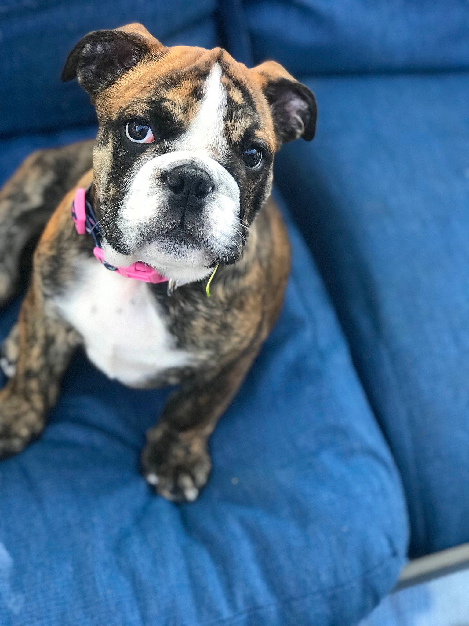 Lena is registered to the contest to win money with this photo: blue, bored, bulldog, canidae, carnivore, collar, comfort, companion_dog, dog, dog_breed, dog_collar, electric_blue, fawn, sporting_group, terrestrial_animal, toy_dog, whiskers, window, working_animal, wrinkle
