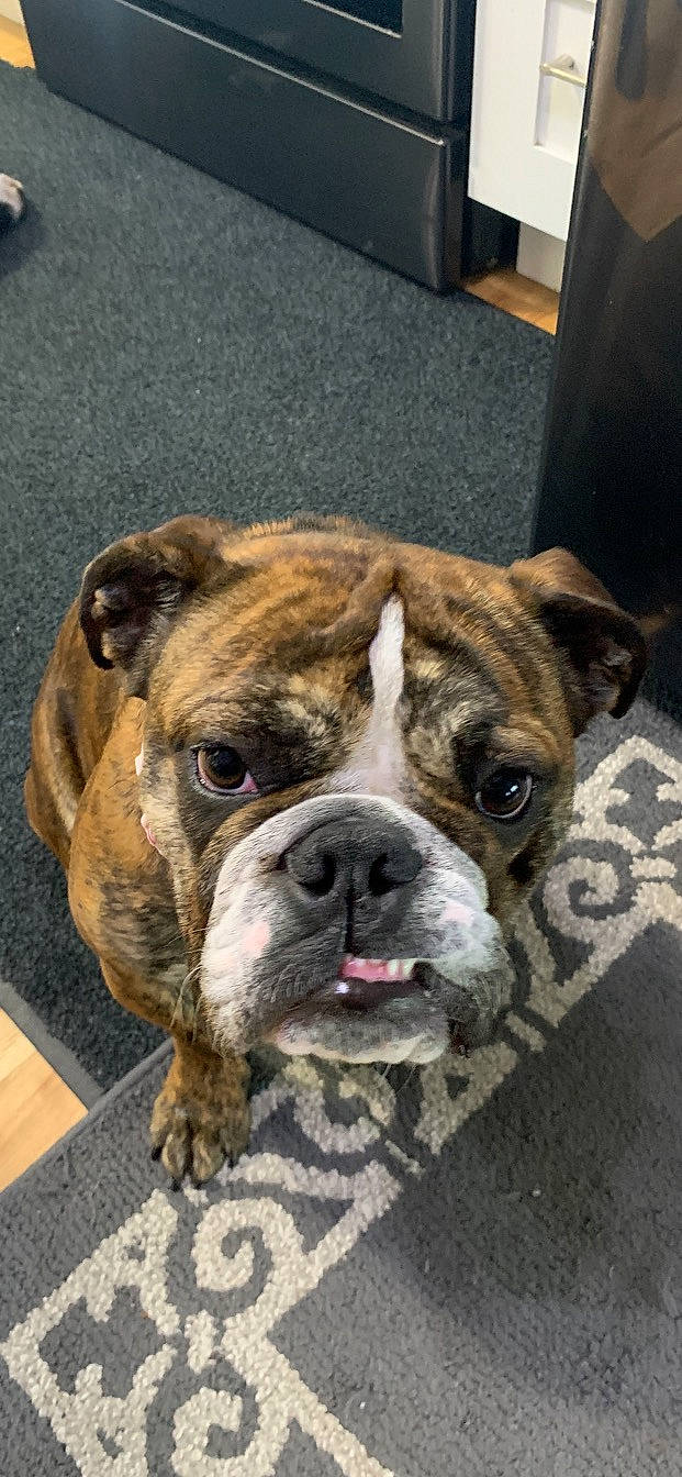 Lena joined the competition — help win amazing prizes! ancient_dog_breeds, bulldog, canidae, carnivore, collar, companion_dog, dog, dog_breed, dog_collar, fawn, fur, non_sporting_group, olde_english_bulldogge, snout, sporting_group, terrestrial_animal, whiskers, working_animal, working_dog, wrinkle