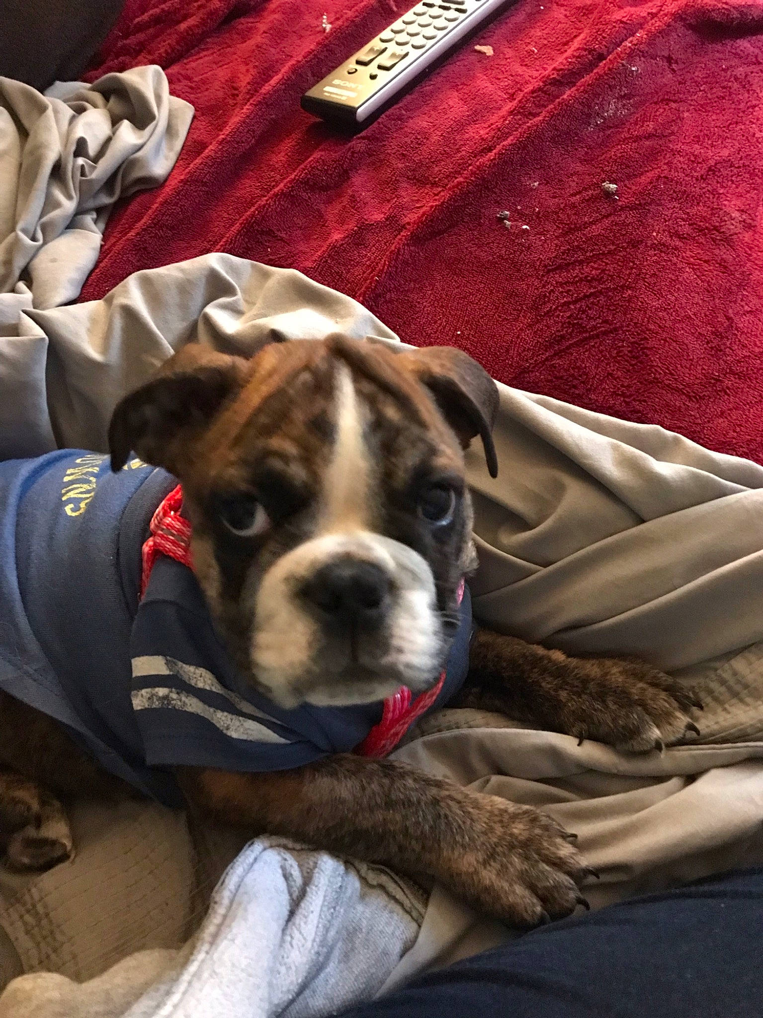 Lena joined the competition — help win amazing prizes! canidae, carnivore, collar, comfort, companion_dog, couch, dog, dog_breed, dog_collar, fawn, fur, guard_dog, non_sporting_group, snout, sporting_group, whiskers, working_animal, wrinkle