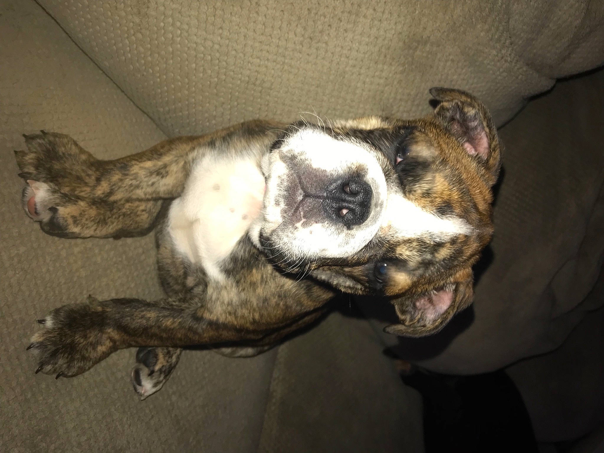 Lena is registered to the contest to win money with this photo: bored, canidae, carnivore, claw, comfort, companion_dog, couch, dog, dog_breed, ear, fawn, fur, non_sporting_group, paw, puppy, sporting_group, tail, whiskers, working_animal, wrinkle