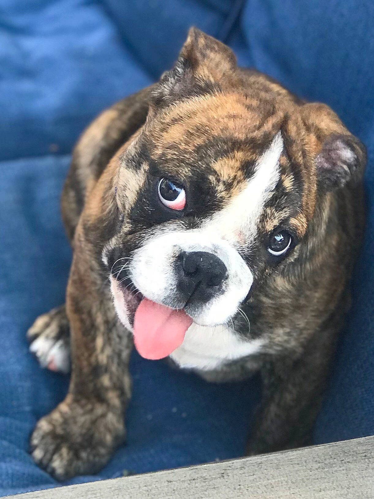 Lena is registered to the contest to win money with this photo: ancient_dog_breeds, bulldog, canidae, carnivore, companion_dog, dog, dog_breed, fawn, fur, non_sporting_group, old_english_bulldog, puppy, snout, sporting_group, terrestrial_animal, toy_dog, whiskers, working_animal, working_dog, wrinkle