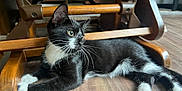 Kitkat joined the competition — help win amazing prizes! animal, black_and_white, cat, curious, cute, domestic_cat, floor, furniture, indoor, kitten, laying_down, paw, pet, relaxed, side_view, tuxedo_cat, whiskers, wooden_chair, wooden_floor, young_cat