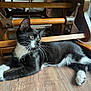 animal, black_and_white, cat, curious, cute, domestic_cat, floor, furniture, indoor, kitten, laying_down, paw, pet, relaxed, side_view, tuxedo_cat, whiskers, wooden_chair, wooden_floor, young_cat
