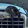 Whiskers is registered to the contest to win money with this photo: cat, tabby_cat, car, car_grille, hood_open, vehicle, outdoor, daylight, curious, pet, animal, metal, headlight, automobile, engine, transportation, feline, grille, close_up, inspection