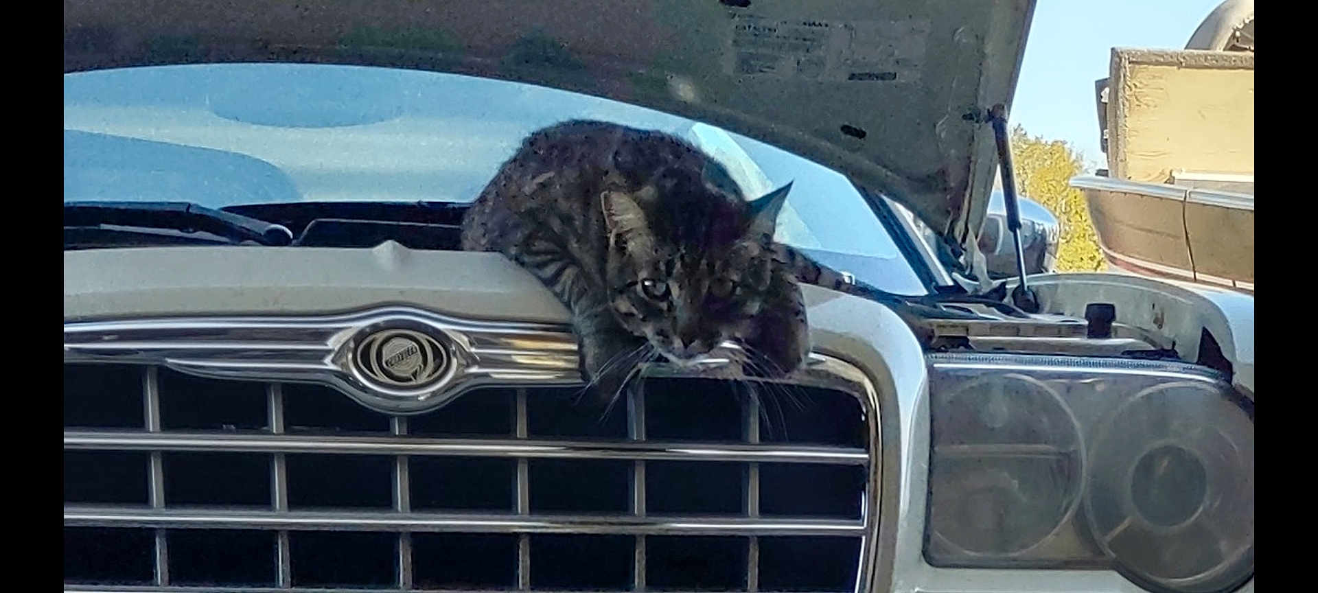 Whiskers is registered to the contest to win money with this photo: cat, tabby_cat, car, car_grille, hood_open, vehicle, outdoor, daylight, curious, pet, animal, metal, headlight, automobile, engine, transportation, feline, grille, close_up, inspection