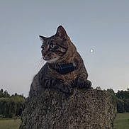 Whiskers joined the competition — help win amazing prizes! cat, tabby_cat, rock, outdoor, nature, evening, sky, moon, grass, tree, animal, pet, wildlife, mammal, field, landscape, quiet, watchful, collar, feline