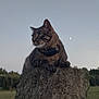 cat, tabby_cat, rock, outdoor, nature, evening, sky, moon, grass, tree, animal, pet, wildlife, mammal, field, landscape, quiet, watchful, collar, feline