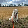 Sherlock a rejoint le concours — aidez-le/la à gagner de superbes lots ! dog, puppy, white_dog, harness, leash, field, wheat, grass, clouds, sky, outdoor, nature, happy, sitting, fluffy, canine, summer, rural, daytime, pet