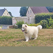 Sherlock a rejoint le concours — aidez-le/la à gagner de superbes lots ! dog, white_dog, fluffy, grass, lawn, suburban, house, fence, bushes, outdoor, pet, canine, daylight, happy, animal, nature, yard, walking, collar, smiling