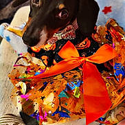 Mya is registered to the contest to win money with this photo: animal, black_and_tan, blanket, close_up, costume, couch, cozy, cute, dachshund, dog, festive, gift_wrapping, halloween, indoor, orange_bow, pet, portrait, puppy, ribbon, sparkles