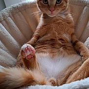 Aston a rejoint le concours — aidez-le/la à gagner de superbes lots ! cat, orange_tabby, pet, indoor, window, plush_chair, relaxed, paw, fur, whiskers, pink_nose, fluffy, cute, animal, domestic_cat, sitting, looking, feline, cozy, home