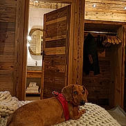 Pêpa participe au concours pour gagner de l'argent avec cette photo : dog, dachshund, red_harness, blanket, knitted_blanket, wooden_wall, wooden_door, open_door, bathroom, mirror, towels, closet, hanger, coat, indoor, warm_lighting, pet, curious, resting, rustic