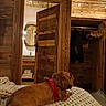 dog, dachshund, red_harness, blanket, knitted_blanket, wooden_wall, wooden_door, open_door, bathroom, mirror, towels, closet, hanger, coat, indoor, warm_lighting, pet, curious, resting, rustic
