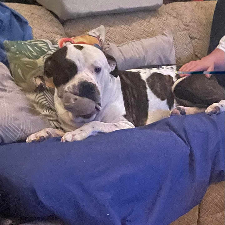 Bubba is registered to the contest to win money with this photo: animal, architecture, bostonbull, boxer, bulldog, canine, couch, cushion, dog, frenchbulldog, furniture, homedecor, hound, indoors, interiordesign, person, pet, pitbull, puppy, sleeping