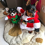 Dolsie Et Mambo participe au concours pour gagner de l'argent avec cette photo : dog, christmas_costume, elf_costume, santa_costume, pet_bed, indoor, tile_floor, small_dog, black_and_tan, black_and_white, festive, holiday, cute, animal, costume, furry, ears, toy, cozy, fur