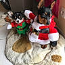 dog, christmas_costume, elf_costume, santa_costume, pet_bed, indoor, tile_floor, small_dog, black_and_tan, black_and_white, festive, holiday, cute, animal, costume, furry, ears, toy, cozy, fur