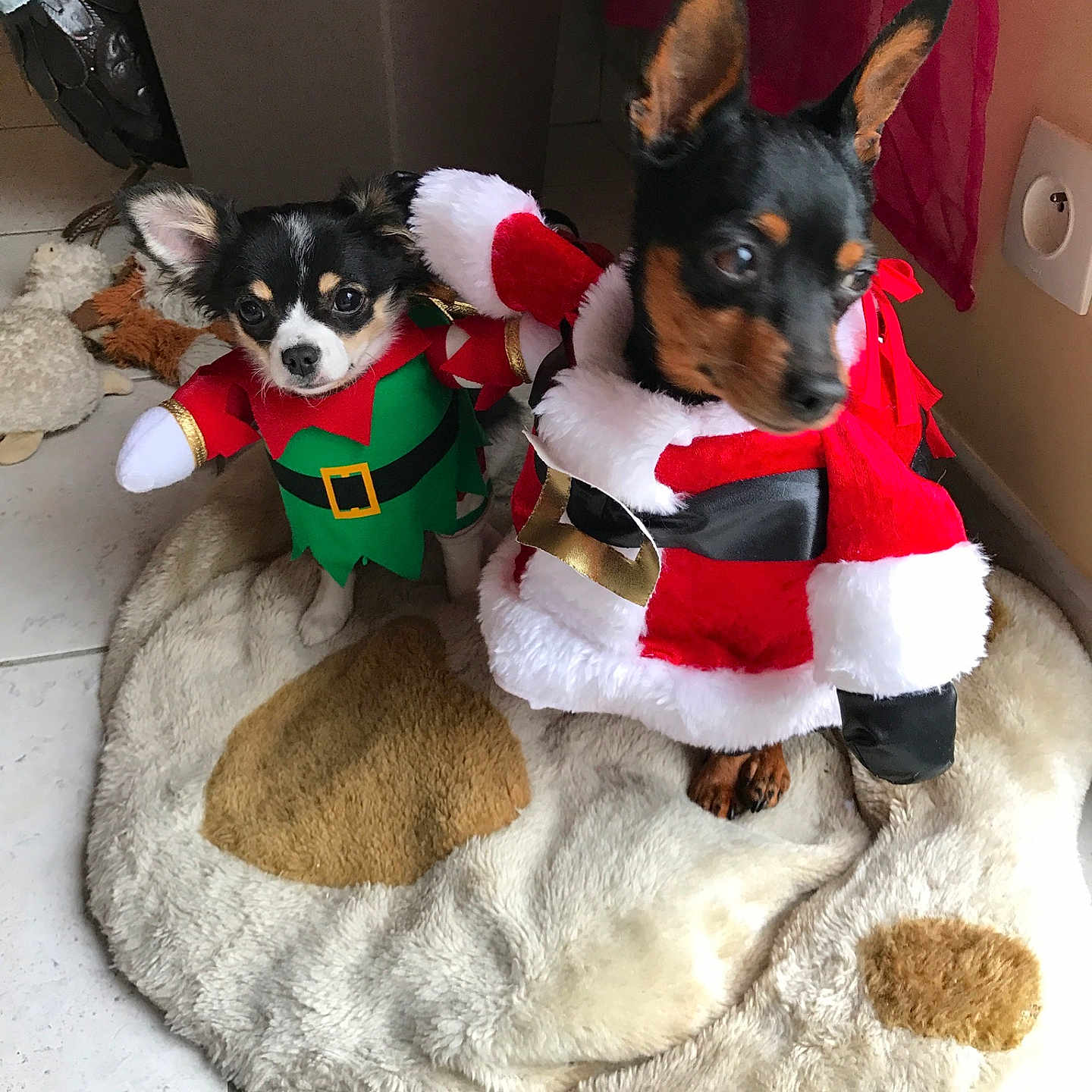Dolsie Et Mambo participe au concours pour gagner de l'argent avec cette photo : dog, christmas_costume, elf_costume, santa_costume, pet_bed, indoor, tile_floor, small_dog, black_and_tan, black_and_white, festive, holiday, cute, animal, costume, furry, ears, toy, cozy, fur