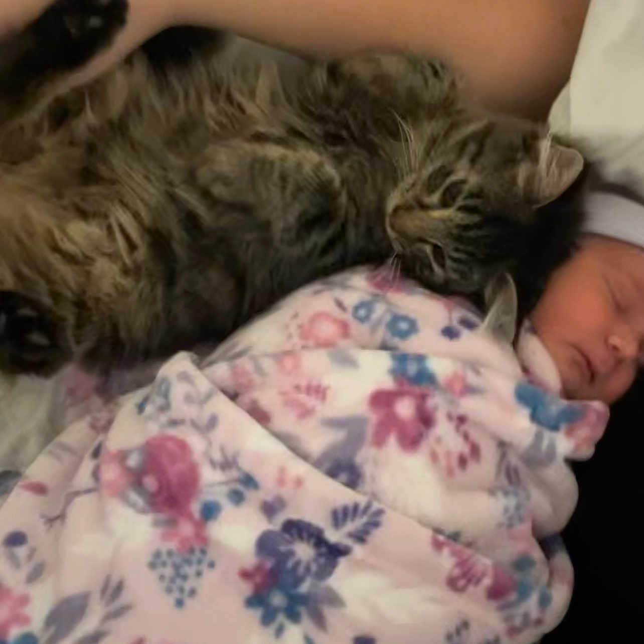 Violet is registered to the contest to win money with this photo: animal, baby, blanket, cat, childbirth, face, head, kitten, person, pet, sleeping