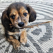 Lucas is registered to the contest to win money with this photo: animal, black_fur, brown_fur, carpet, chewing, close_up, curious, cute, dog, front_paws, indoor, patterned_rug, pet, playful, puppy, resting, small, twig, whiskers, young