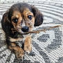 animal, black_fur, brown_fur, carpet, chewing, close_up, curious, cute, dog, front_paws, indoor, patterned_rug, pet, playful, puppy, resting, small, twig, whiskers, young