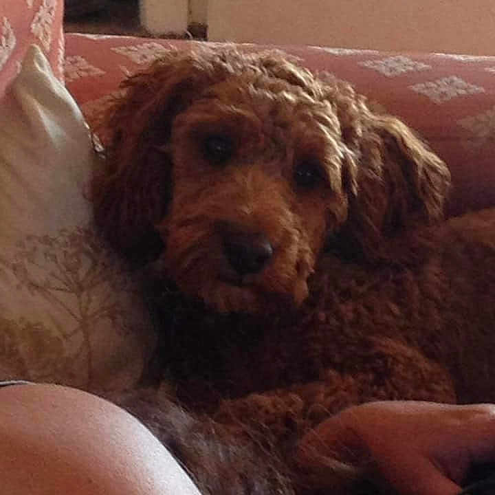 Tofie joined the competition — help win amazing prizes! carnivoran, cavapoo, cockapoo, companion_dog, dog, dog_breed, dog_breed_group, dog_like_mammal, goldendoodle, lagotto_romagnolo, miniature_poodle, poodle, poodle_crossbreed, puppy, schnoodle, snout, spanish_water_dog, standard_poodle, toy_poodle