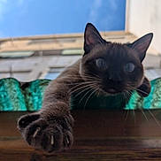 Lina participe au concours pour gagner de l'argent avec cette photo : cat, paw, claws, sky, building, outdoor, curious, closeup, animal, pet, whiskers, ears, feline, stretching, nature, daylight, blue_sky, looking, climbing, focus