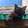 animal, blue_sky, building, cat, claws, climbing, closeup, curious, daylight, ears, feline, focus, looking, nature, outdoor, paw, pet, sky, stretching, whiskers