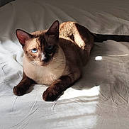 Voyou a rejoint le concours — aidez-le/la à gagner de superbes lots ! cat, siamese_cat, blue_eyes, whiskers, fur, paws, tail, bed, sheet, sunlight, shadow, indoor, relaxing, pet, portrait, closeup, soft_light, texture, sleepy, cozy