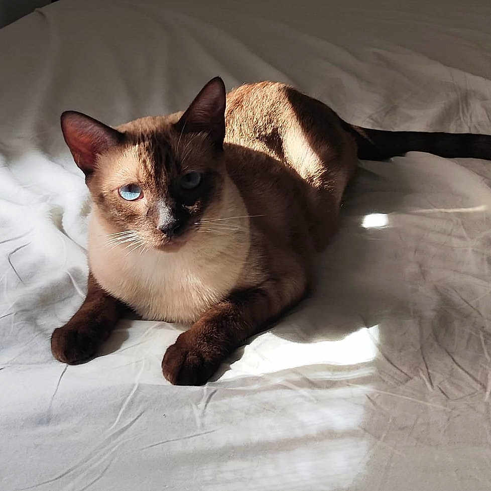 Voyou a rejoint le concours — aidez-le/la à gagner de superbes lots ! bed, blue_eyes, cat, closeup, cozy, fur, indoor, paws, pet, portrait, relaxing, shadow, sheet, siamese_cat, sleepy, soft_light, sunlight, tail, texture, whiskers