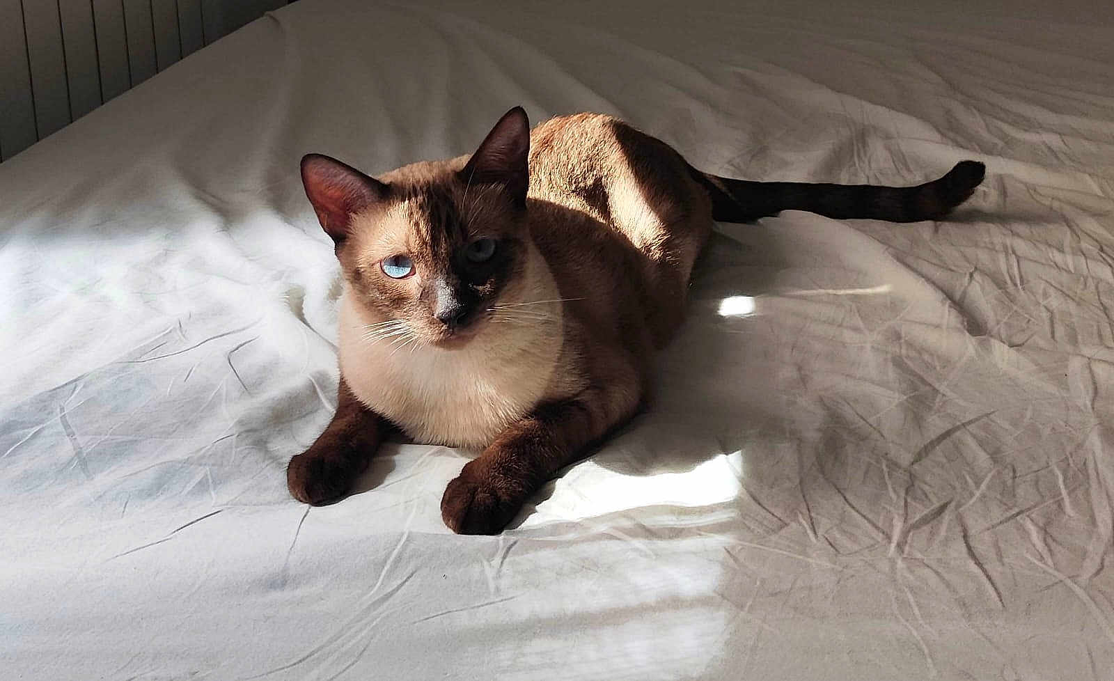Voyou a rejoint le concours — aidez-le/la à gagner de superbes lots ! cat, siamese_cat, blue_eyes, whiskers, fur, paws, tail, bed, sheet, sunlight, shadow, indoor, relaxing, pet, portrait, closeup, soft_light, texture, sleepy, cozy