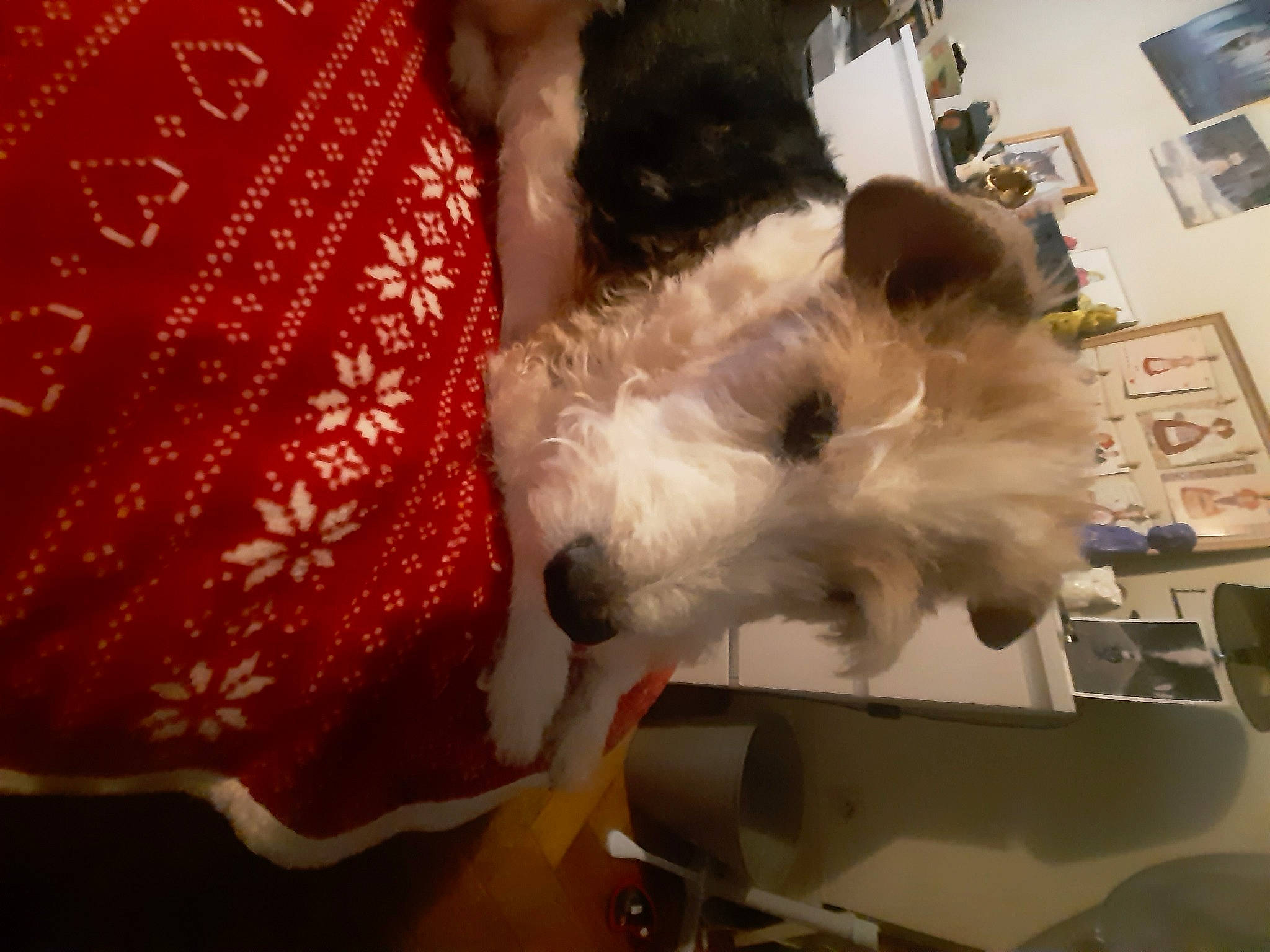 Heidi participe au concours pour gagner de l'argent avec cette photo : canidae, carmine, carnivore, companion_dog, computer_keyboard, desk, dog_breed, event, fashion_accessory, fawn, felidae, fur, houseplant, input_device, paw, picture_frame, small_to_medium_sized_cats, tail, toy_dog, whiskers