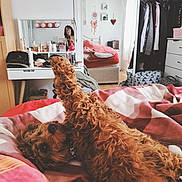 Molly is registered to the contest to win money with this photo: dog, bed, blanket, curly_hair, paw, mirror, person, wardrobe, clothes, room, furniture, drawer, bottle, cosy, indoor, reflection, pillow, curtain, decor, smile