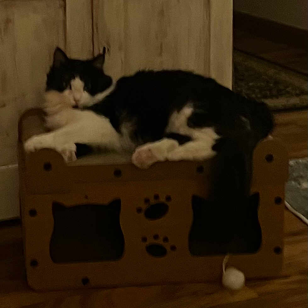 Genny joined the competition — help win amazing prizes! animal, black_and_white, cardboard, cardboard_bed, cat, cozy, cute, dim_lighting, domestic_cat, floor, furniture, home, indoor, paw_prints, pet, quiet, relaxing, resting, sleeping_area, wooden_floor