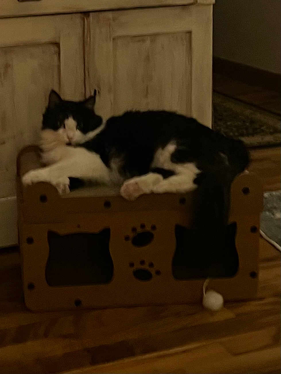 Genny joined the competition — help win amazing prizes! cat, black_and_white, cardboard_bed, indoor, furniture, wooden_floor, pet, resting, animal, home, cozy, dim_lighting, cute, relaxing, paw_prints, cardboard, floor, domestic_cat, sleeping_area, quiet