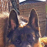 Tidji a rejoint le concours — aidez-le/la à gagner de superbes lots ! german_shepherd, dog, pet, lying_down, ears, face, paw, outdoor, sunlight, wooden_fence, tile_floor, sky, clouds, resting, canine, animal, fur, close_up, backyard, relaxed