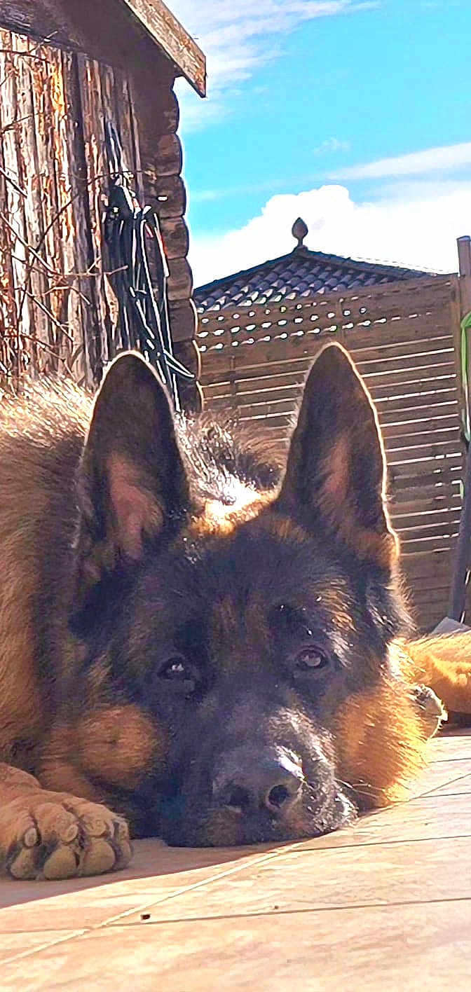 Tidji a rejoint le concours — aidez-le/la à gagner de superbes lots ! german_shepherd, dog, pet, lying_down, ears, face, paw, outdoor, sunlight, wooden_fence, tile_floor, sky, clouds, resting, canine, animal, fur, close_up, backyard, relaxed